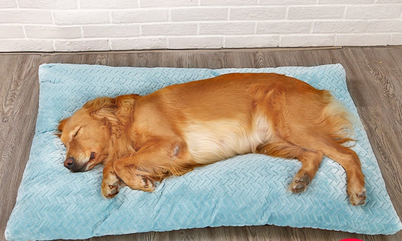 Short-Plush Dog Bed with PP Cotton